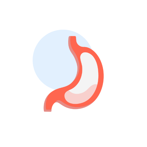 stomach drawing
